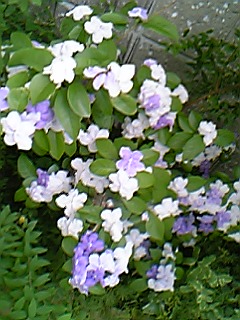 image/mimitakosu-2006-06-12T00:46:19-1.jpg