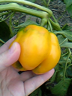 06-09-24_07-01.jpg