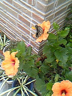 06-09-08_10-29.jpg