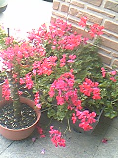 07-06-03_17-14.jpg